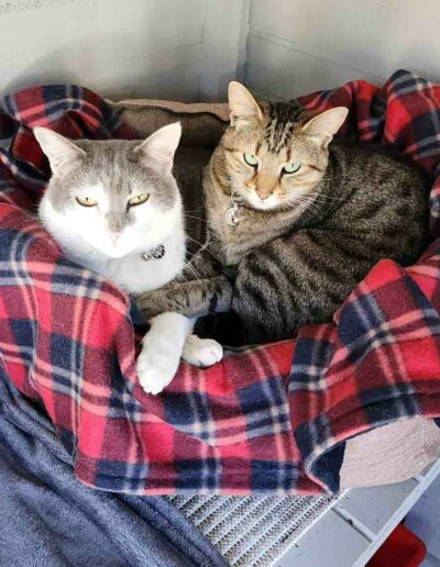 Fourways Kitty Hotel