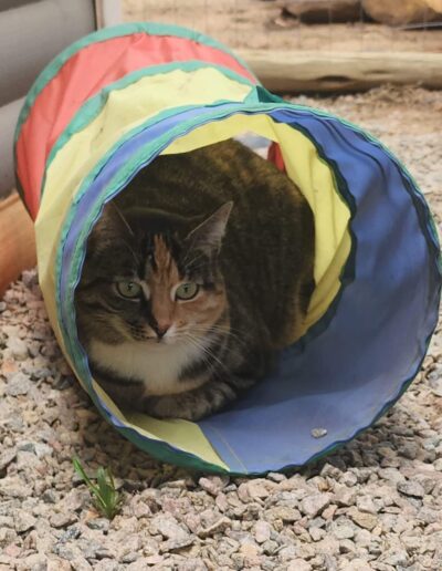 Fourways Kitty Hotel