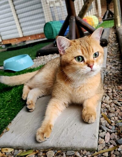 Fourways Kitty Hotel