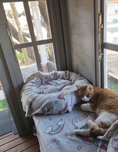 Fourways Kitty Hotel