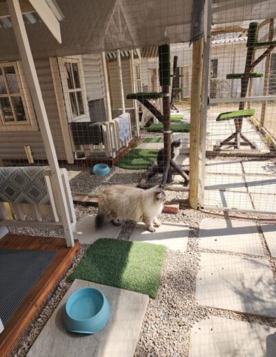 Fourways Kitty Hotel