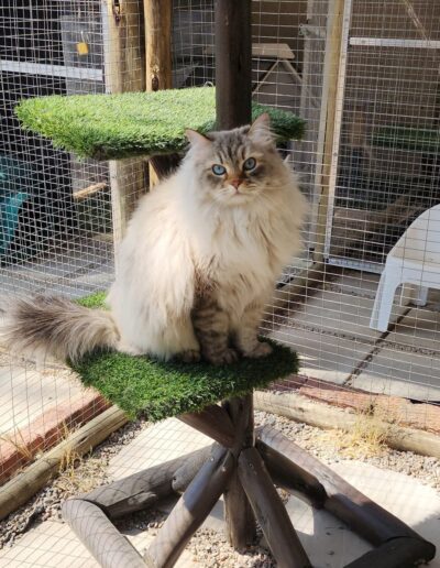 Fourways Kitty Hotel