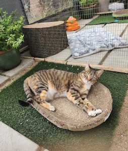 Fourways Kitty Hotel place picture